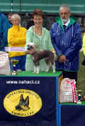 Junior Best in Show  - Irwn Modr kvt, judge: Mr. Zidar. Handler: Brychtov