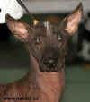 Xoloitzcuintle.