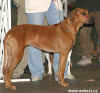 BIG a BOB rhodzsk ridgeback 