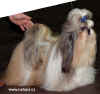 Shih-tzu YPaparazzi from Audreys Paradise - Itlie, pes tda amapion. maj. Amgelo Rosolen + Erika Kesseler