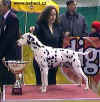 Vtzem Best in Show se stal dalmatin