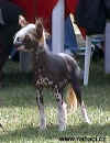 Lovely Boy od Chlpk - 1. msto junior BIG IX. skupiny, sobota - maj. R. Bregenzer, chov. S. Chlpkov