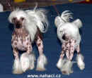 Akim Hvzda z Podmok a Belissa z Haliparku - Chinese Crested Dog couple, maj. L. Brychtov