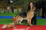 Nmeck ovk - Queen Bohemia Acro, own. J. Podzemsk, 5.- 8. msto BIS