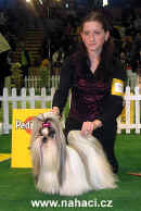 Shih-tzu - BOB - You love me Bohemia Acro, own: J+A. Podzemskch, CZ