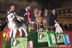 Best in Show - nedle/ Sunday - v sobotu vyhrl americk kokrpanl.