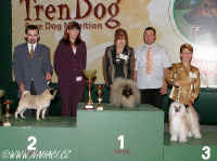BIG IX. group - 3rd place Ich. Cody z Haliparku, chinese crested dog powder puff