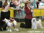 Nedělní soutěž o CACIB psů / Sunday competition CACIB dogs Atomix + Cody