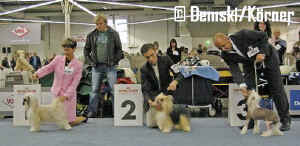 Psi - Tda ampion - Champion class - male (Cody, Campari, Rialo)