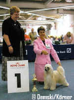 Ich. Cody z Haliparku - 50x BOB !!! Thansk to judge Mrs. Liliane de Ridder Onghena, Belgium!