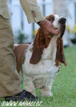 BOG nedle basset