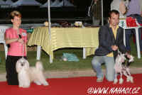 Best males at the Club dog show...