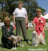 National dog show Estoril: PAT- Best female, CODY - Best male + BOB, judge: Valerie Foss, Great Britain