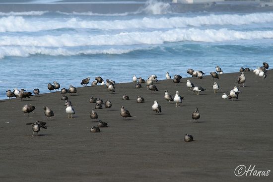 Sao Miguel 2006