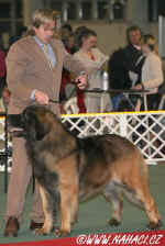 BIG II. Leonberger...