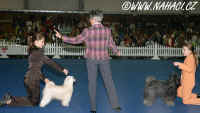 Finlov kln o reprezentaci Rakouska na Crufts 2007 !