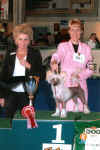 Ch. Kitty z Haliparku - JUNIOR BEST IN SHOW winner - judge: Mrs. Monique van Brempt (B). Kitty Handled by her breeder and owner Libuse Brychtova.