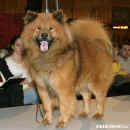 Eurasier; Casanova von Massow-Krummau; P; maj. Ing. Jzov Milue