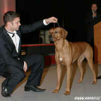 Champion of Champions 2005 - Rhodesk ridgeback; Ascot Alta Mirano; P; maj. Vlek Marek