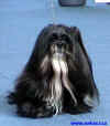 Vtz Best in Show ATK - Lhasa apso.