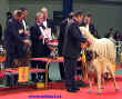 Tak o tomhle si meme nechat jen zdt - Pes roku 2002 - vtz Best in Show - bullmastiff.