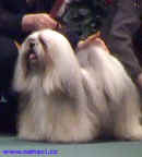 Maarsk lhasa apso. 