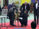 Bullmastiff pi prohldce v Best in Show.