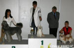 Best Veteran of Day -1st place - Ich. Gwendy od Zlat Samanty owner: J. Hokov,, judge: A. Mudra, CZ