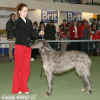 Nejspnj jedince vstavn sezony 2006 v BIG X. Deerhound Ch. Cobalt Paluduz, maj. Okapalovi +E+K