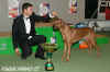 Rhodsk ridgeback; ASCOT ALTA MIRANO; m.: Marek Vlek