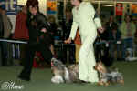 Porovnn v BIS na souti ampion ampion - shih-tzu a silky terir