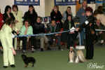 IX. skupina FCI - sout ampion ampion - rusk toy a shih-tzu