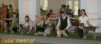 Nejlep dorost/- Best Puppy 2007