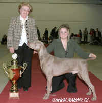 Best in Show winner - weimaraner Ch. Sireva Drake at Sirius Nova, judge: Libue Ubrov, CZ