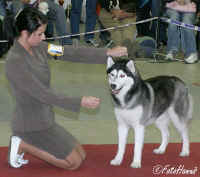 BOB Sibisk husky a majitelky Sabdy Sasquehanna z Polska