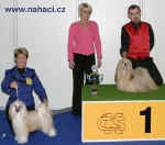 BIG 13.11.2005 Praha - 1. Lhasa apso, maj. Patrik Panrek, 2. Ich. Cody z Haliparku, maj. L. Brychtov, BIG judge: Mgr. Zuzana Brotnkov