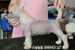 Kitty z Haliparku - 6,5 weeks. Lepen ouek j vbec nevad.