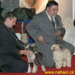 World dog show - Female Junior world winner competition.