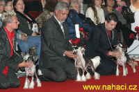 World dog show - BOB competition.