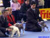 Best in Show dorostenc - 9.3.2002