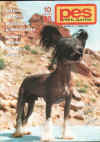 Vbec prvn ucelen portrt plemene nsk chocholat pes otiskl asopis Pes ptel lovka v sle 10/1996.