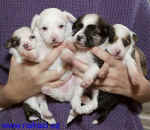 4x powderpuff females - 3 weeks old